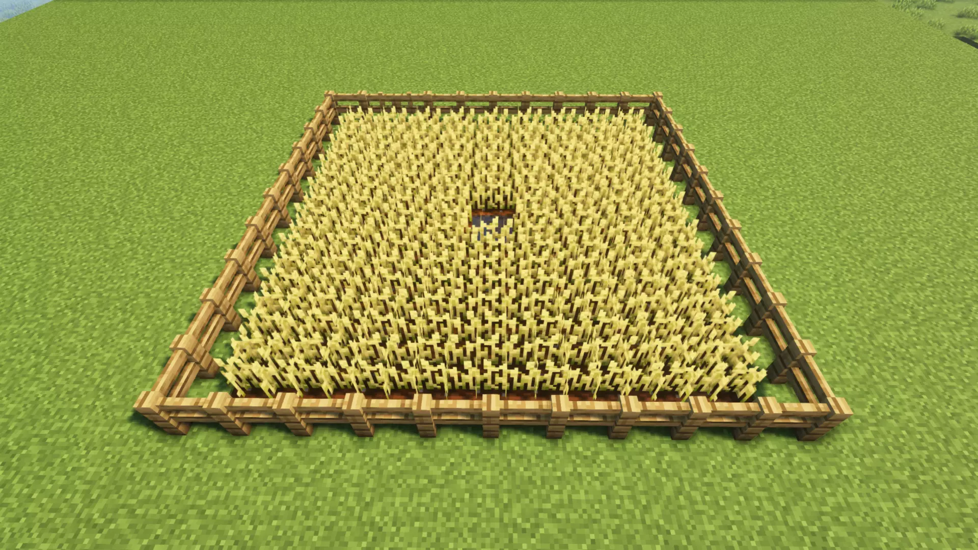 wheat farm